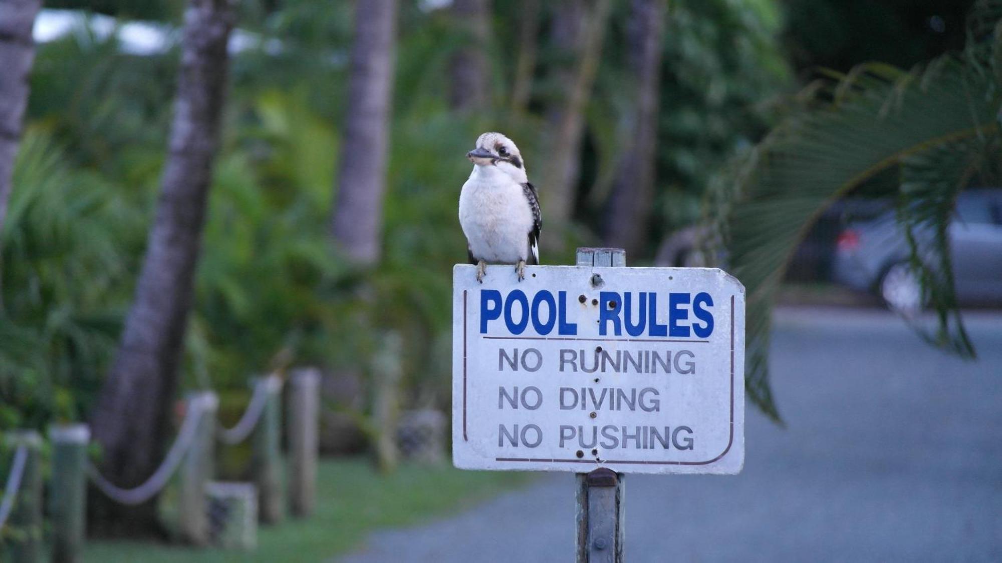 Bush Village Holiday Cabins Airlie Beach Buitenkant foto